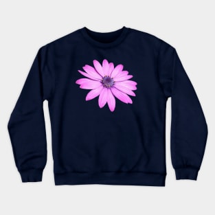 Single Pink African Daisy Isolated Crewneck Sweatshirt